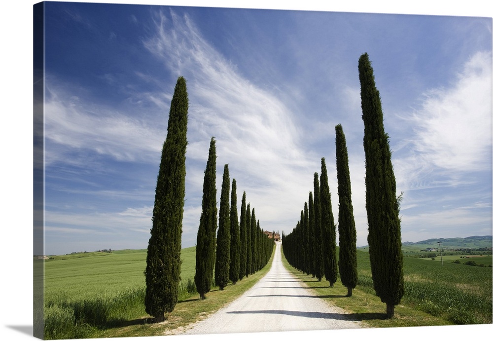 Avenues of cypress trees and driveway leading to farmhouse, near Pienza, Tuscany, Italy, Europe