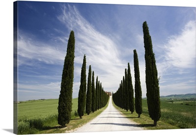 Avenues Of Cypress Trees And Driveway Leading To Farmhouse, Near Pienza, Tuscany, Italy