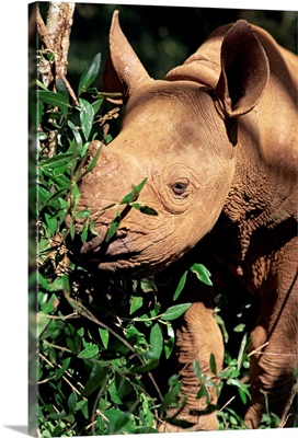 Baby black rhinoceros, Africa