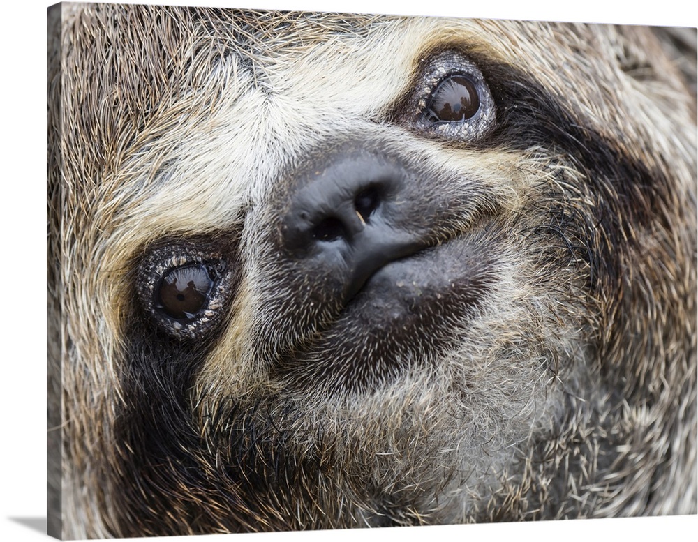 Baby brown-throated sloth (Bradypus variegatus), San Francisco, Amazon Basin, Loreto, Peru, South America