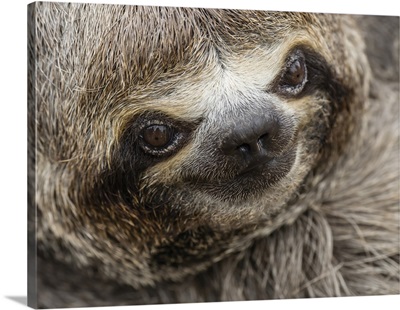 Baby Brown-Throated Sloth, San Francisco, Amazon Basin, Loreto, Peru, South America