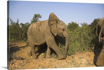 Baby elephant following herd, Eastern Cape, South Africa