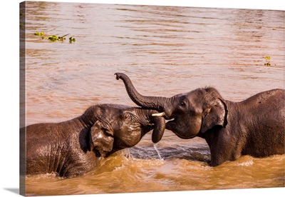 Baby elephants playing in the river, Chitwan Elephant Sanctuary, Nepal