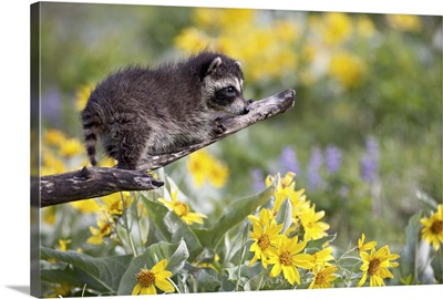 Baby raccoon in captivity, Animals of Montana, Bozeman, Montana