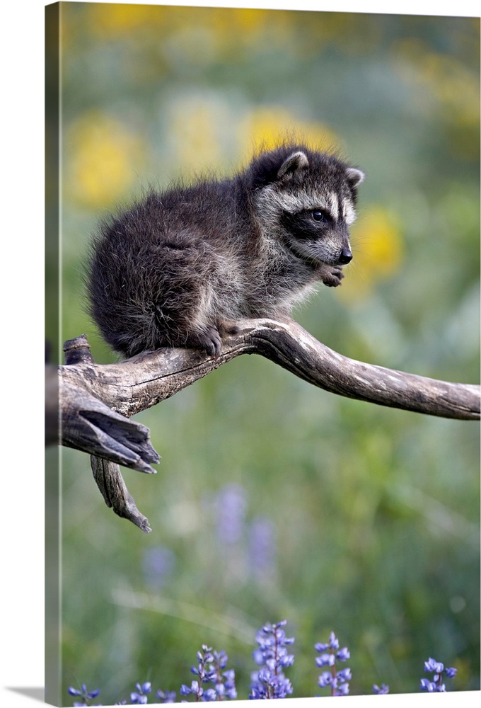 Baby raccoon in captivity, Animals of Montana, Bozeman, Montana, USA