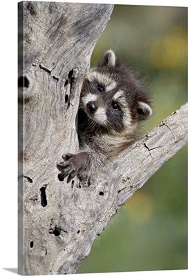 Baby raccoon in captivity, Animals of Montana, Bozeman, Montana, USA