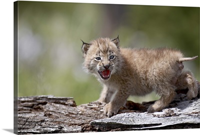 Baby Siberian lynx or Eurasian lynx, Animals of Montana, Bozeman, Montana