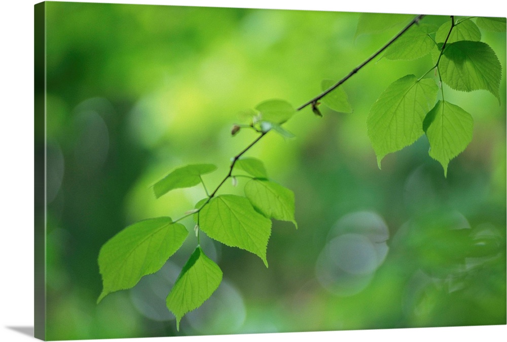 Backlit beech leaves