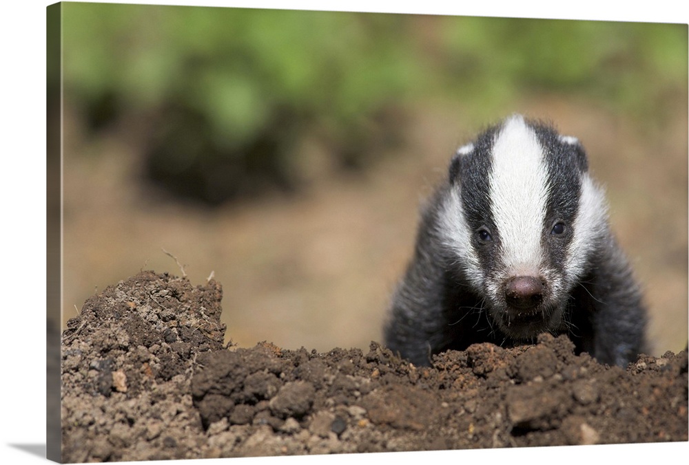 Badger cub, Meles meles, captive