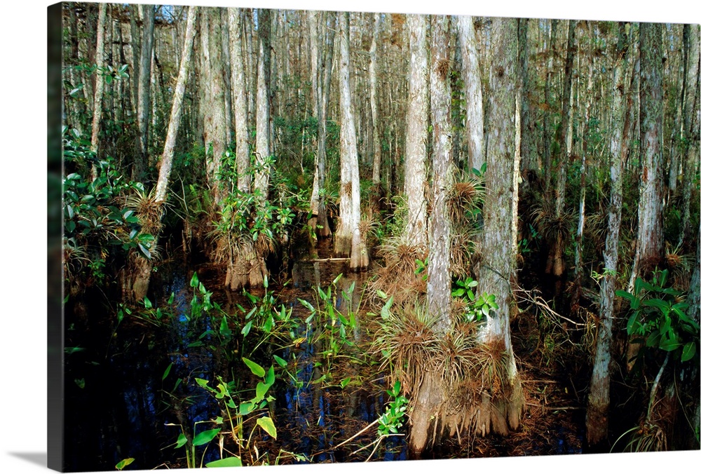 Bald Cypress Swamp in the Corkscrew Swamp Sanctuary near Naples, Florida