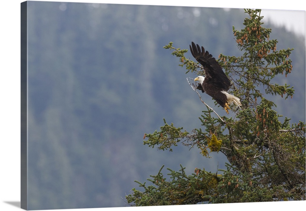 Bald eagle, Chugach National Forest, Alaska