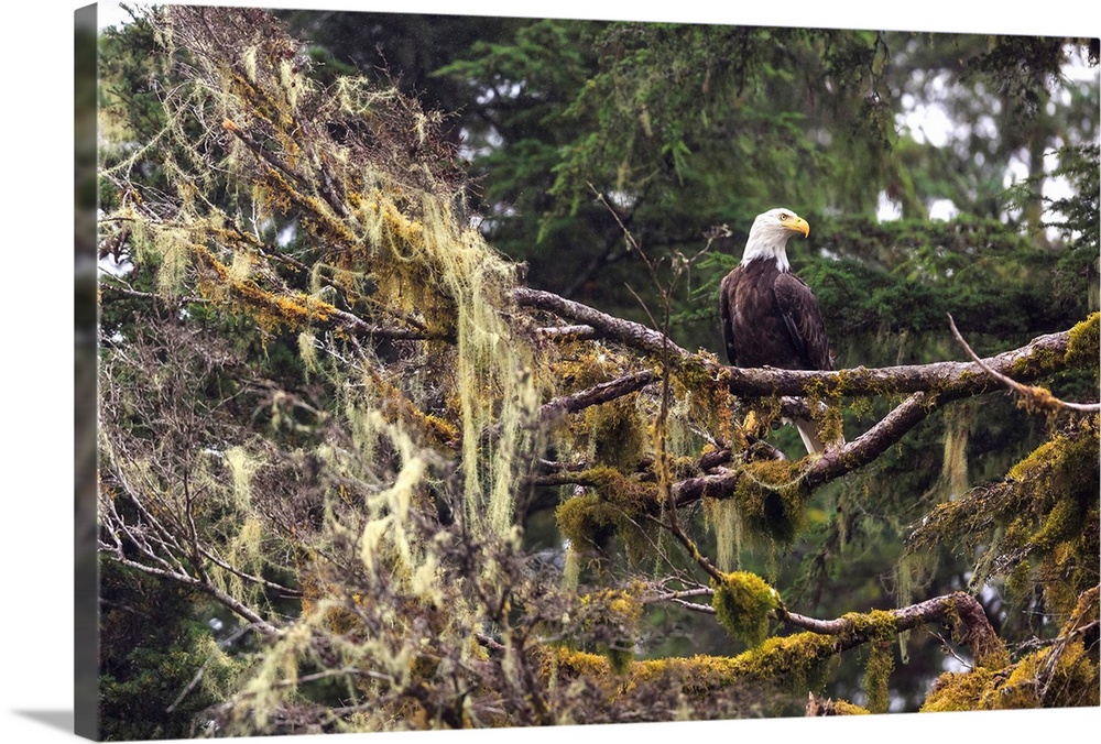 Bald eagle, Chugach National Forest, Alaska