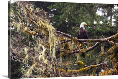 Bald eagle, Chugach National Forest, Alaska