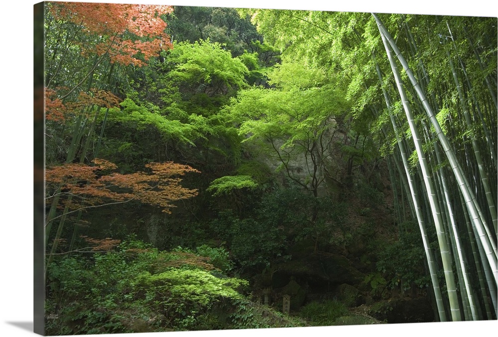 Bamboo forest, Hokokuji temple garden, Kamakura, Kanagawa prefecture,  Japan, Asia