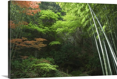 Bamboo forest, Hokokuji temple garden, Kamakura, Kanagawa prefecture,  Japan, Asia