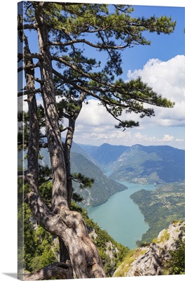 Banjska Stena Viewpoint, Tara National Park, Serbia, Europe