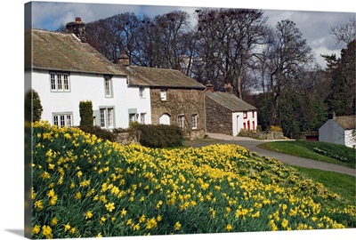 Banks of daffodils in Askham village in Wordsworth Country, Cumbria, England
