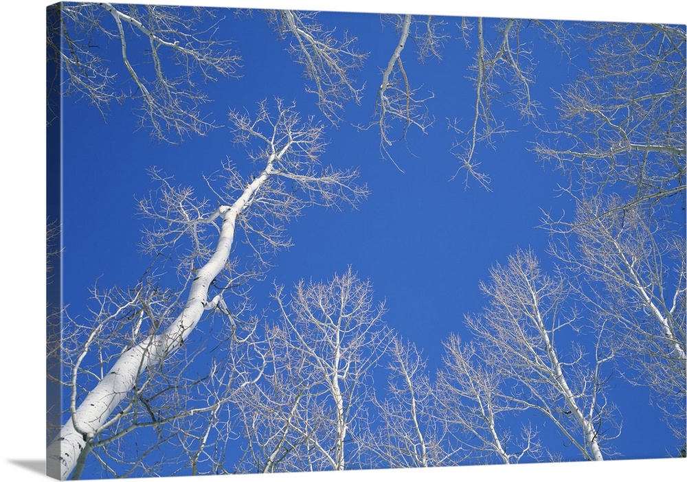 Bare aspen trees against a blue sky in the Dixie National Forest, Utah