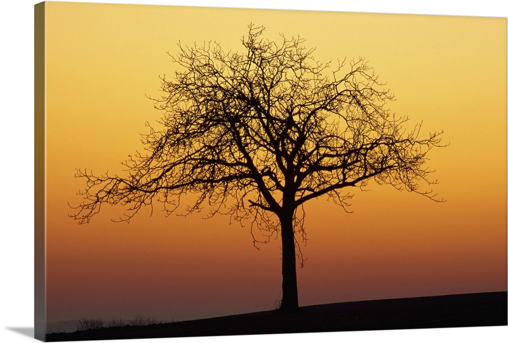 Bare tree silhouetted at dawn, Dordogne, France, Europe