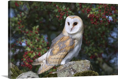 Barn owl on dry stone wall with hawthorn berries, captive, Cumbria, England