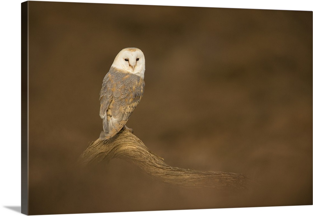 Barn owl (Tyto alba) perched on fallen log, United Kingdom, Europe