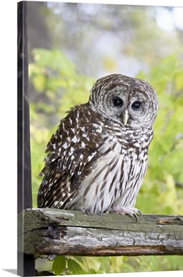 Barred owl on fence, in captivity, Boulder County, Colorado