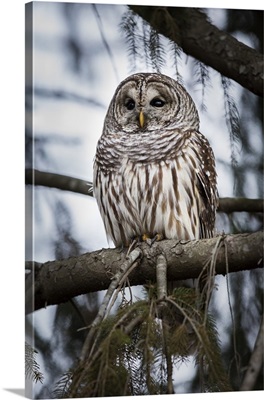 Barred owl on perch