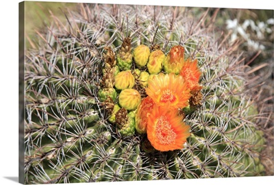 Barrel cactus in bloom, Saguaro National Park, Tucson, Arizona