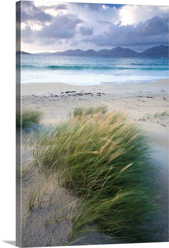 Beach at Luskentyre with dune grasses blowing, Outer Hebrides, Scotland