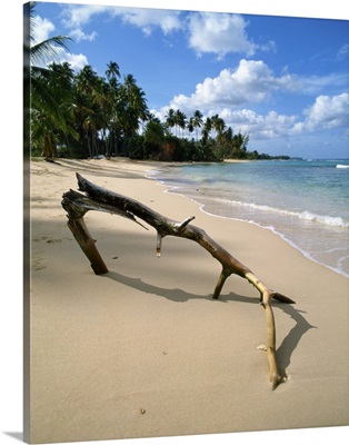 Beach, Barbados, West Indies, Caribbean, Central America
