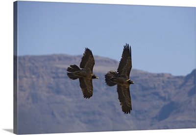 Bearded vulture, subadults, Giant's Castle reserve, KwaZulu Natal