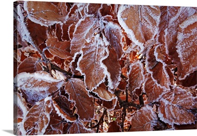Beech Leaves With Hoar Frost, Swabian Alb, Baden-Wurttemberg, Germany