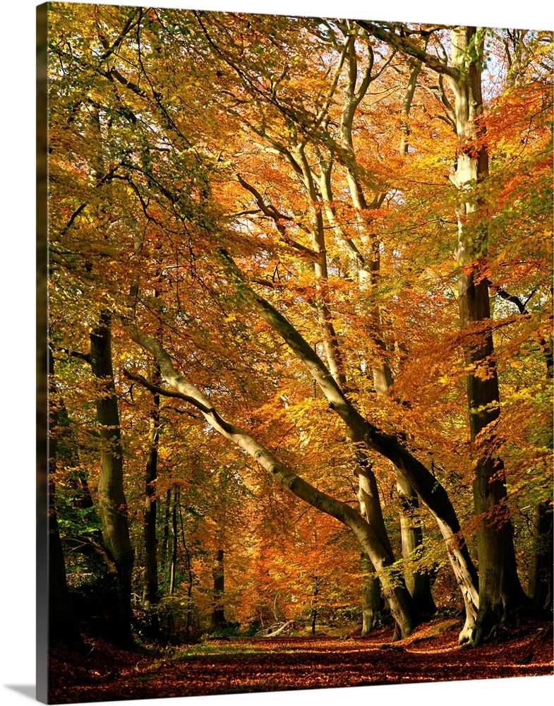 Beech trees in autumn foliage, Buckinghamshire, England, UK