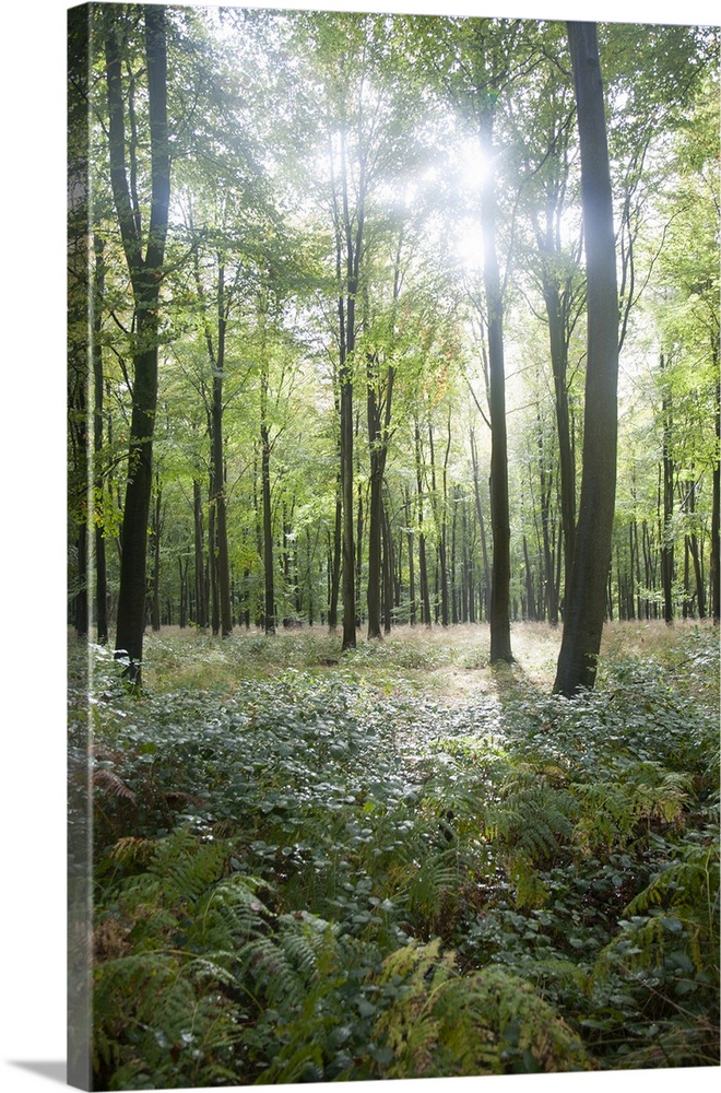 Beech trees in early autumn, Savernake Forest, near Marlborough, Wiltshire, England, United Kingdom, Europe