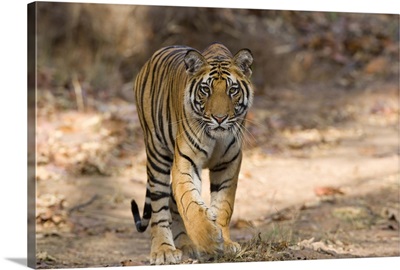 Bengal tiger, Bandhavgarh, Madhya Pradesh, India