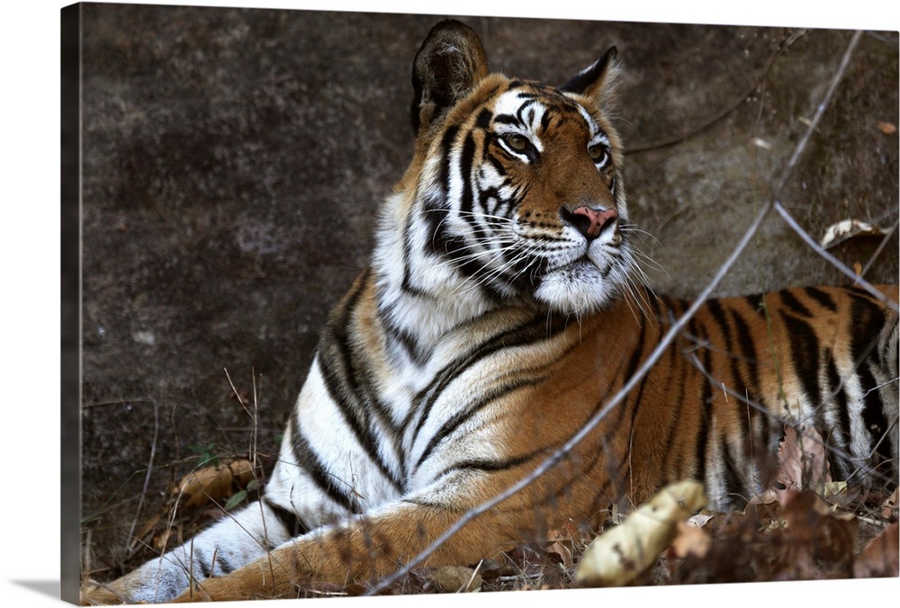 Bengal tiger, Bandhavgarh National Park, Madhya Pradesh, India
