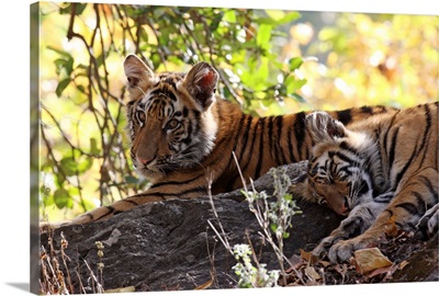 Bengal tiger, Bandhavgarh National Park, Madhya Pradesh, India, Asia