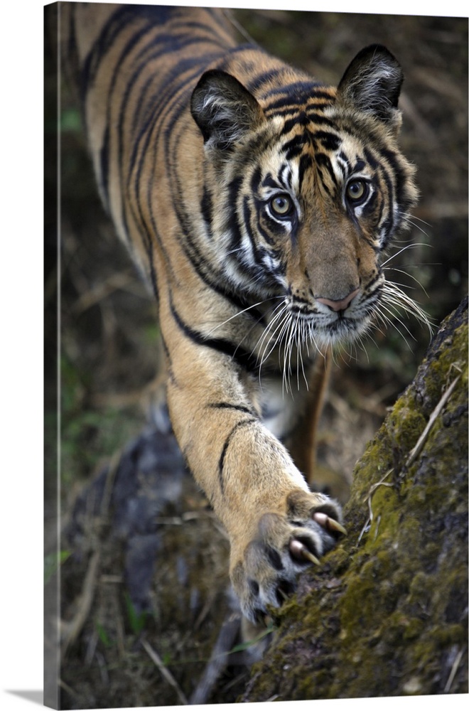 Bengal Tiger (Panthera tigris tigris) wild male cub, critically endangered. Bandhavgarh Tiger Reserve, India.