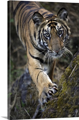 Bengal Tiger, Bandhavgarh Tiger Reserve, India