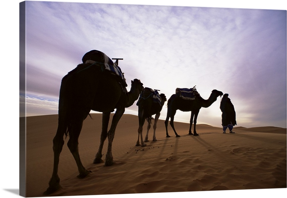 Berber camel leader and camels in Erg Chebbi sand sea, Sahara Desert, Morocco