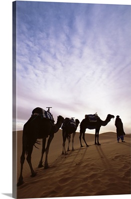 Berber camel leader with three camels in Erg Chebbi sand sea, Sahara Desert, Morocco