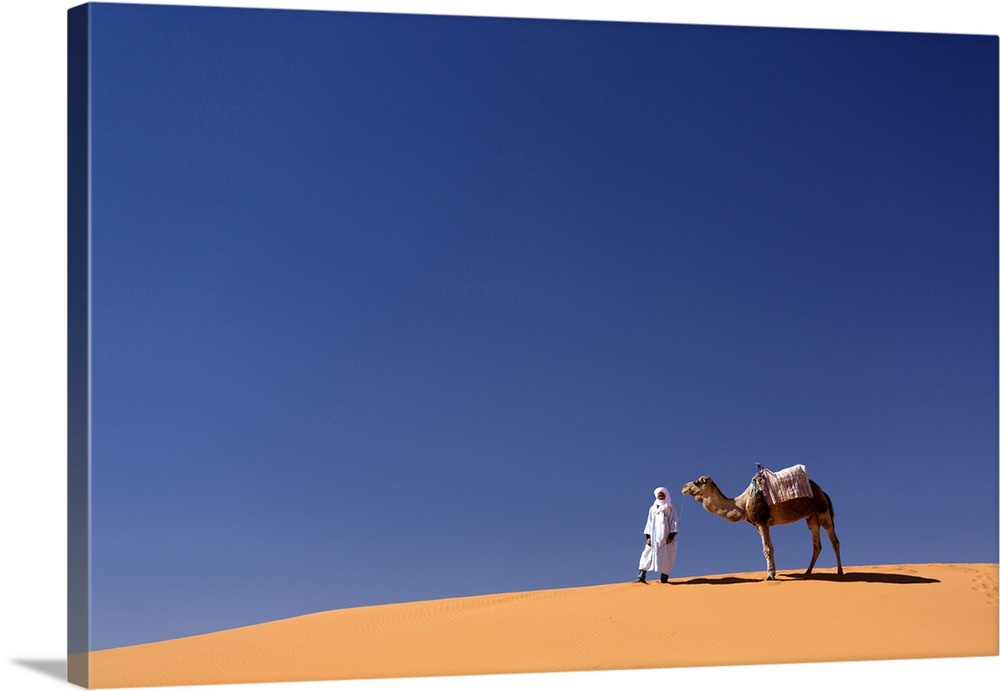 Berber man with camel on the ridge of an orange sand dune in the Erg Chebbi sand sea, Sahara Desert near Merzouga, Morocco...