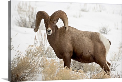 Bighorn sheep ram in the snow, Yellowstone National Park, Wyoming