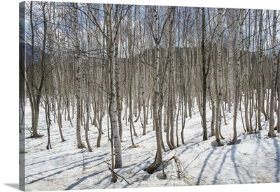 Birch tree forest, Furano, Hokkaido, Japan