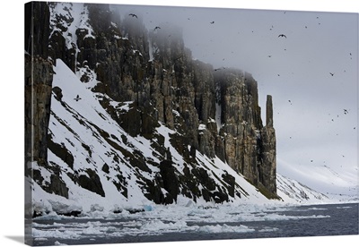 Bird Cliff, Bruennich's guillemots Spitsbergen, Svalbard, Norway, Scandinavia