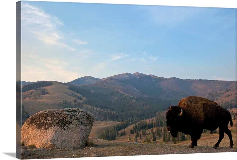 Bison and Mount Washburn in early morning light, Yellowstone National Park, Wyoming