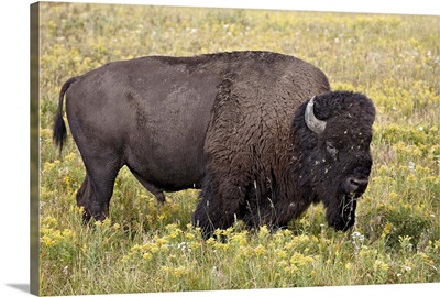 Bison bull among yellow wildflowers, Yellowstone National Park, Wyoming