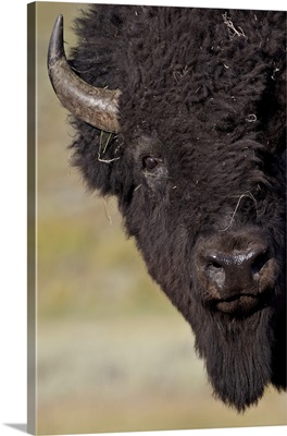 Bison bull, Yellowstone National Park, Wyoming