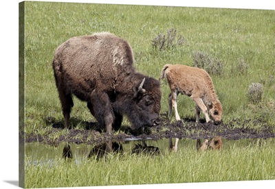 Bison, cow and calf drinking, Yellowstone National Park, Wyoming
