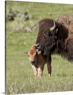 Bison, cow cleaning her calf, Yellowstone National Park, Wyoming